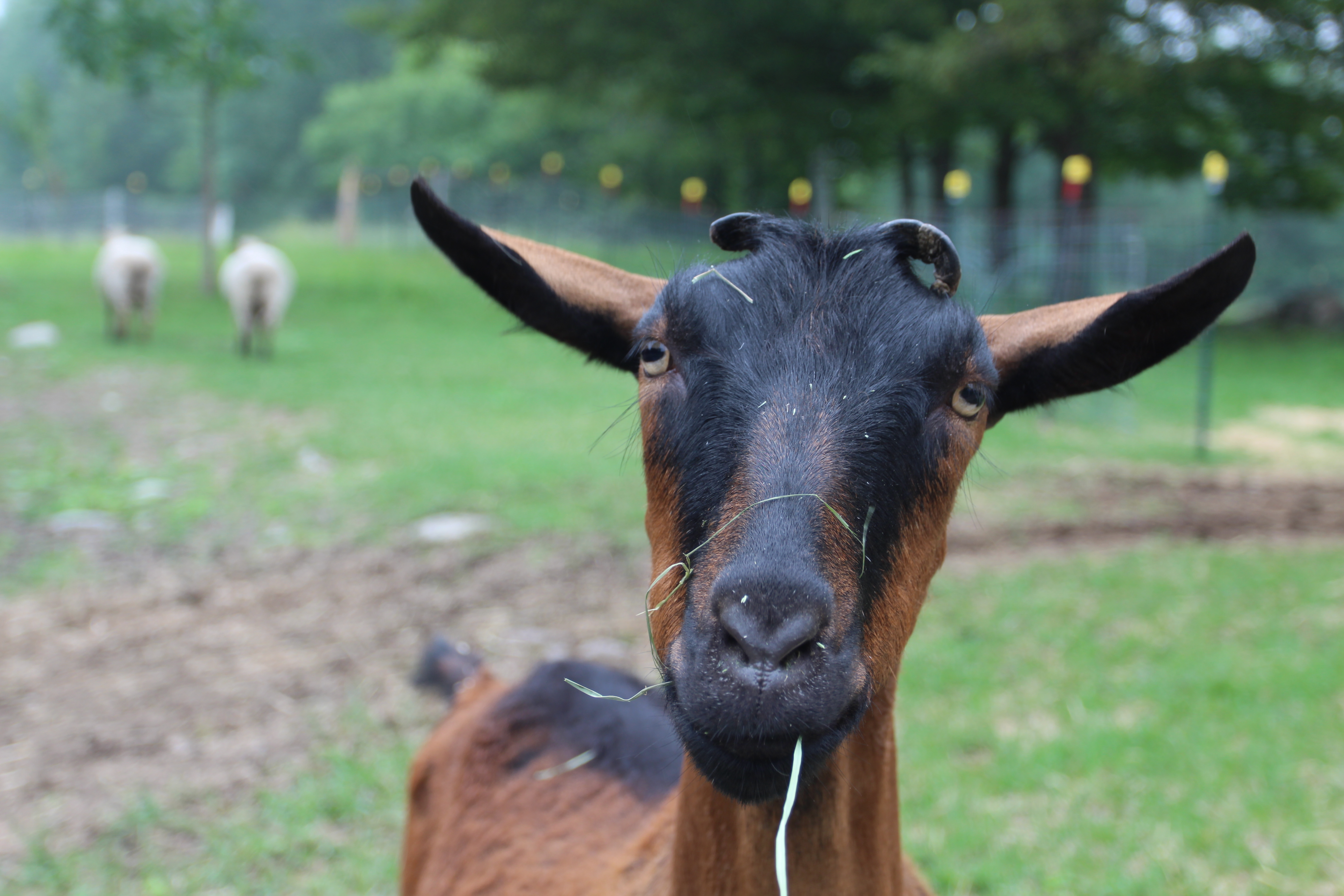 New England Animal Sanctuary Inc logo